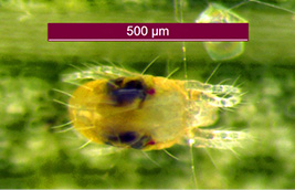closeup of a two-spotted spider mite