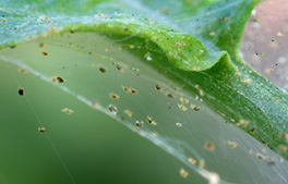 webbing formed on bean leaves from two-spotted spider mites