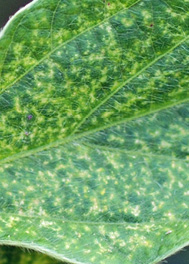 stippling injury to bean plant leaves from the two-spotted spider mite