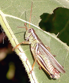 two-striped grasshopper