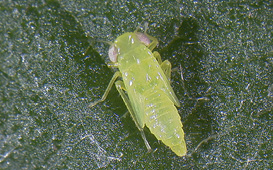 potato leafhopper nymph