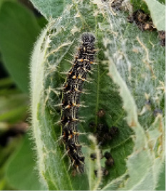 thistle caterpillar in a webbed nest on a bean plant