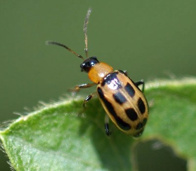 adult yellow bean leaf beetle
