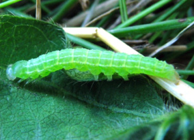 green cloverworm larva