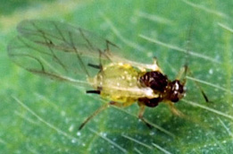 adult soybean aphid