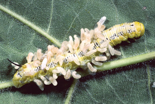 Brachonid wasp larvae emerging from catalpa caterpillar