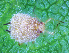 Soybean aphids infected with Pandora neoaphidis