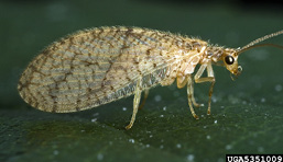 brown lacewing adult
