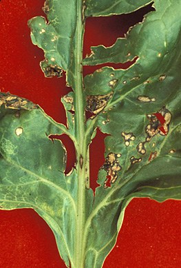 Bacterial Leaf Spot 1