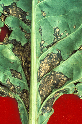 Bacterial Leaf Spot 2