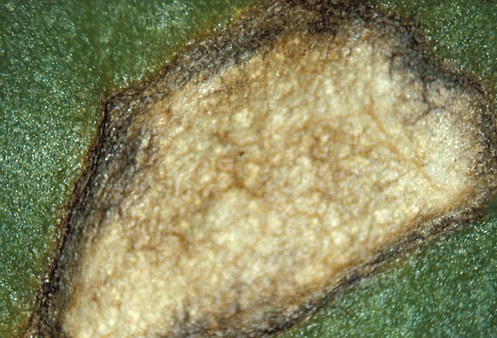No stromata form in leaf spots