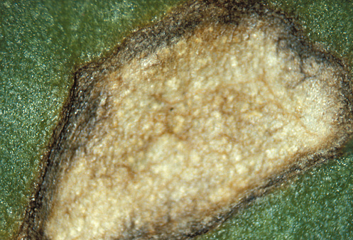 No stromata form in leaf spots