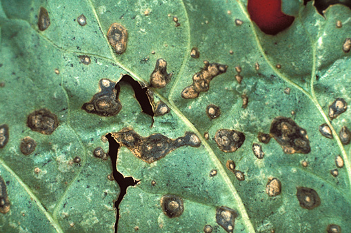Bacterial leaf spot produces irregular-shaped spots