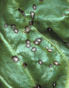 Cercospora leaf spot 1