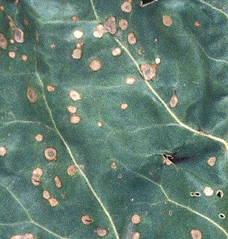Cercospora leaf spots part 2