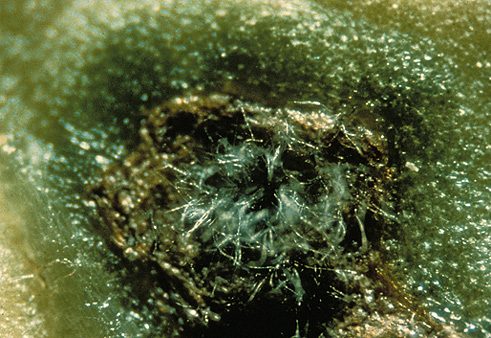 Stromata produced silver spores