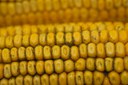 Corn picture 1