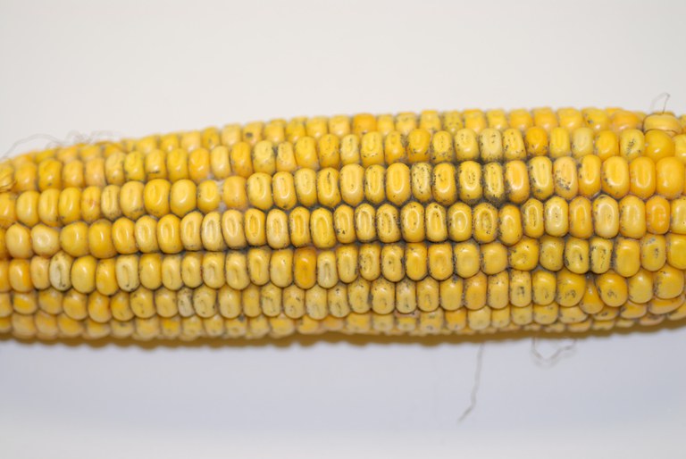 Corn picture 2