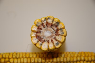 Corn picture 3