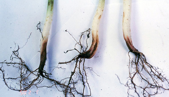 Fursarium root rot