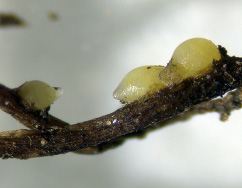 Soybean cyst Nematode