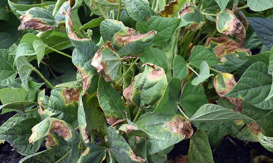 Common bacterial blight