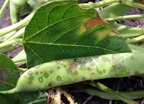 Common bacterial blight