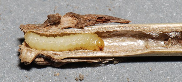 Figure 12 Ehrsy dyrm dsegly larva