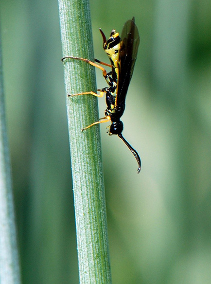 Figure 11 Wheat stem sawfly