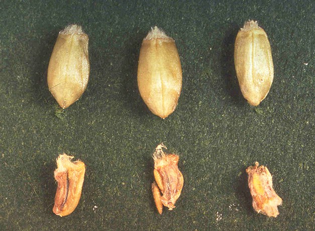 Figure 15 Coparison of kernels
