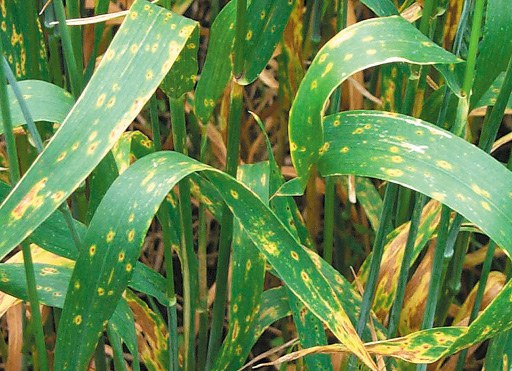 Wheat leaves with tan spot