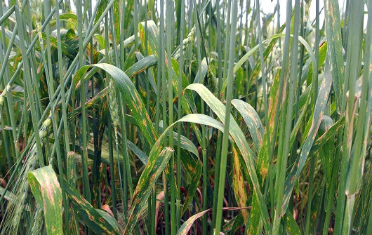 When fungal leaf spot diseases are not managed