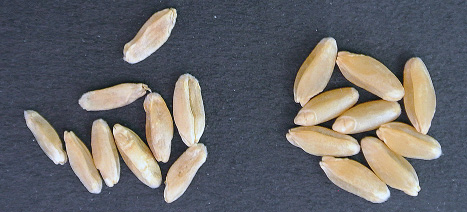Shriveled durum kernels