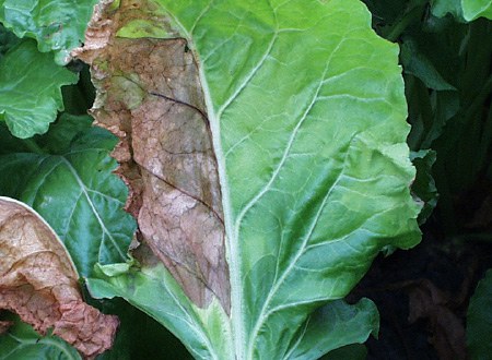 Plant infected with Fusarium half leaf necrosis