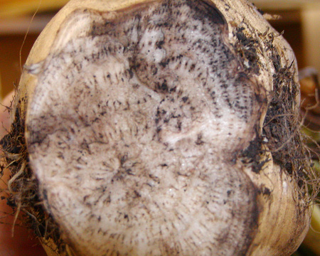 Infected rot with grayish brown discoloration
