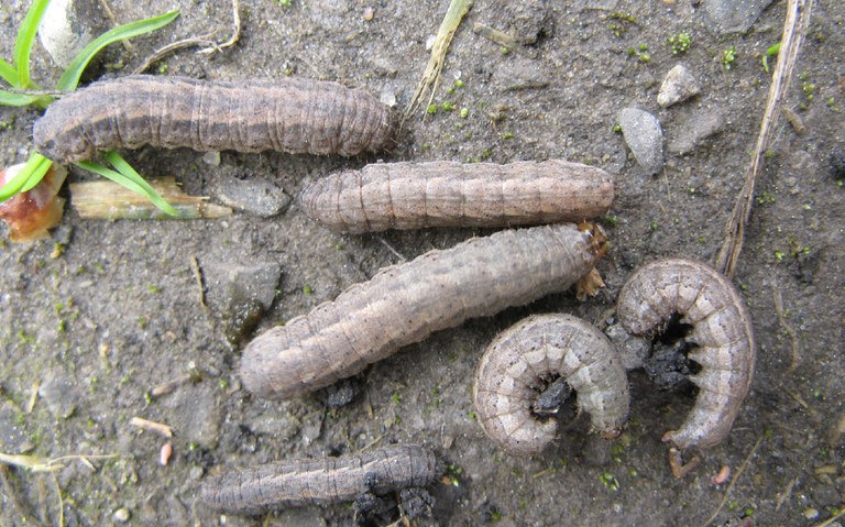 Photo 7 Diongy cutworm larva