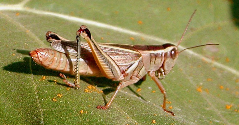 Photo 10 Grasshopper adult