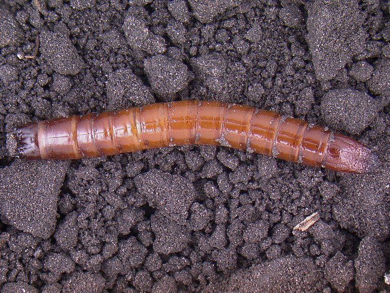 Photo 8 Wireworm larva