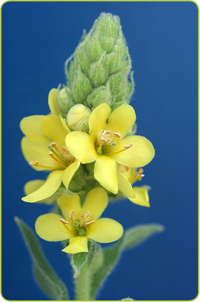 common mullein small page 14