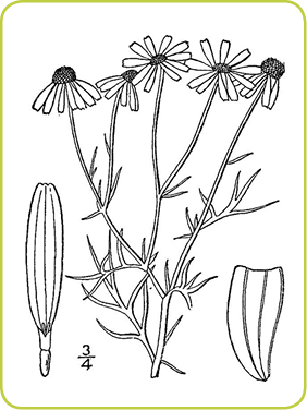 false chamomile drawing page 10