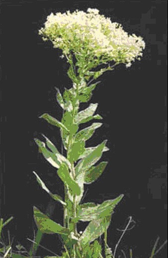 hoary cress flower small pae 26