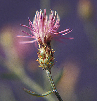 diffuse knapweed flower small page 32