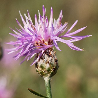 spotted knapweed flower small page 32