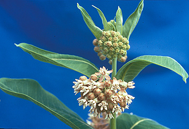 common milkweed flower small page 40