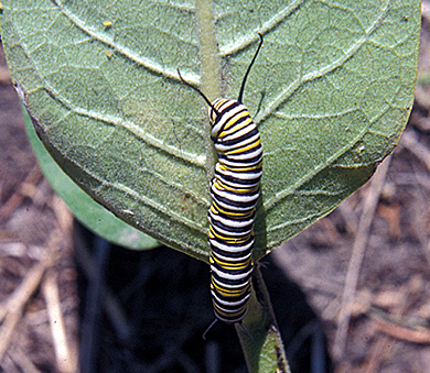 common milkweed monarch butterfly larvae small page 40