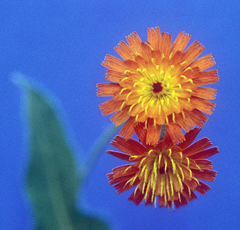 orange hawkweed flower small page 44