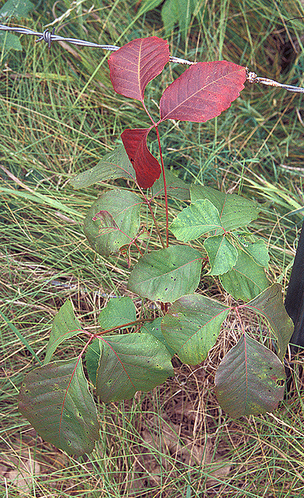 poison ivy plant large page 48