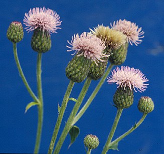canada thistle small page 62