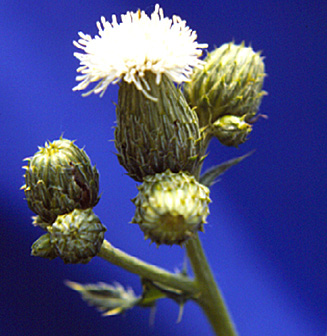 canada thistle flower small page 62