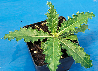canada thistle small page 62